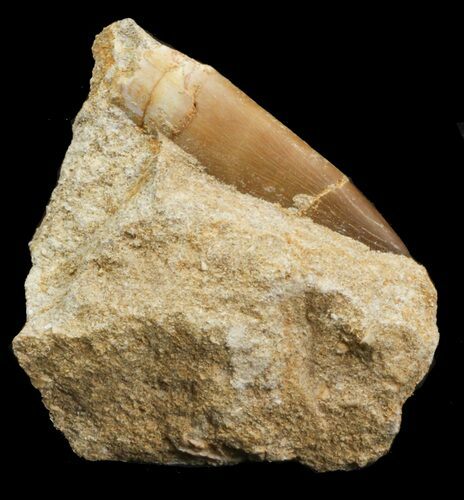 Bargain Fossil Plesiosaur Tooth In Matrix #44846